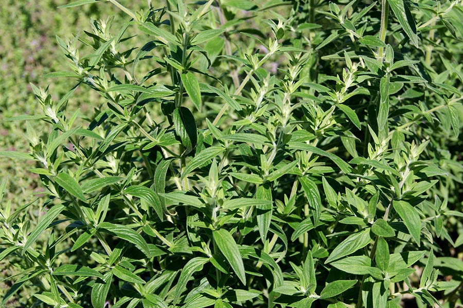 Pycnanthemum-pilosum-mountain-mint