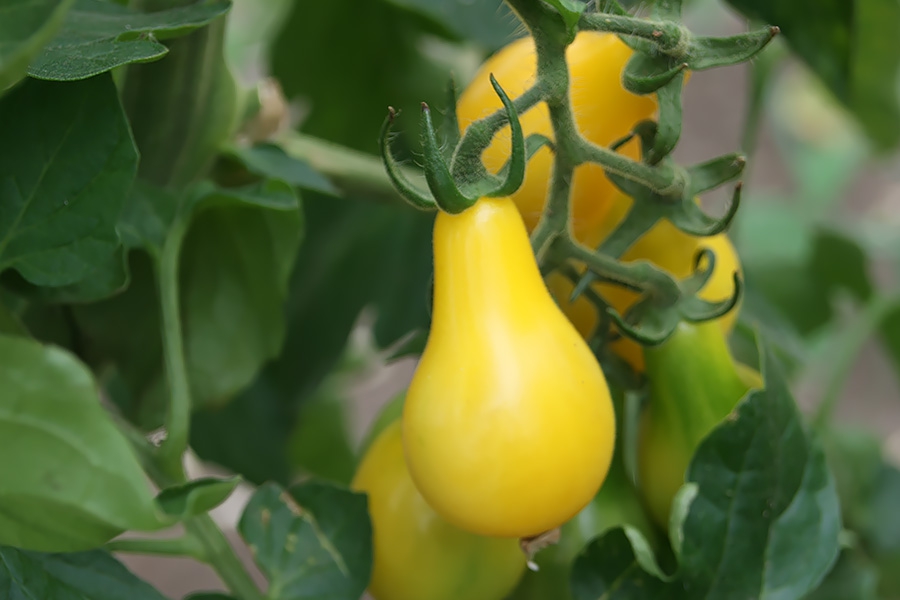 Solanum-lycopersicum-l-tomaat-yellow-pear