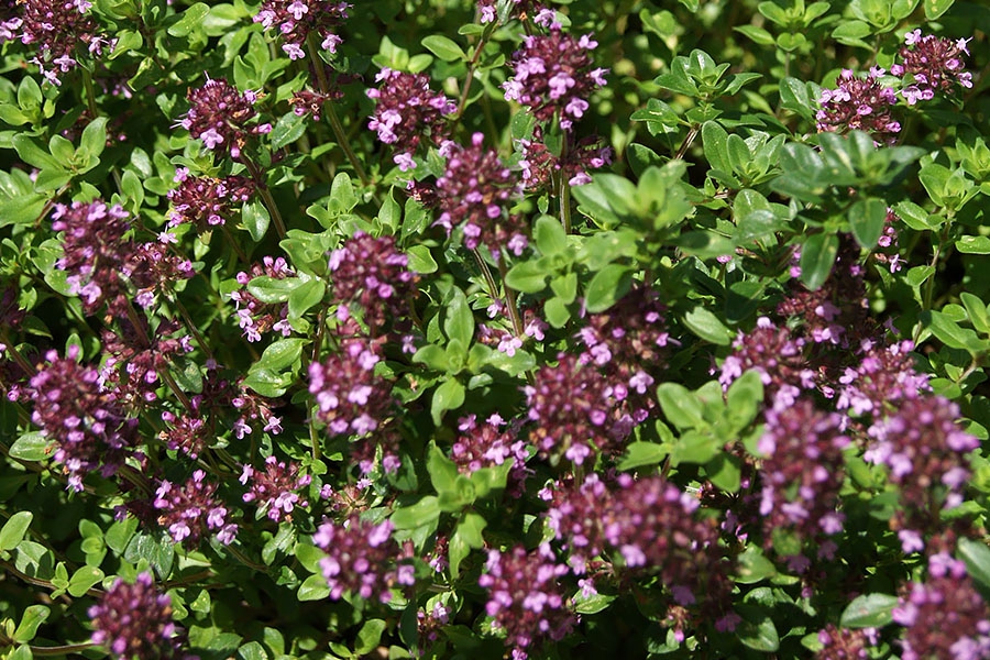 Thymus-serpyllum-purple