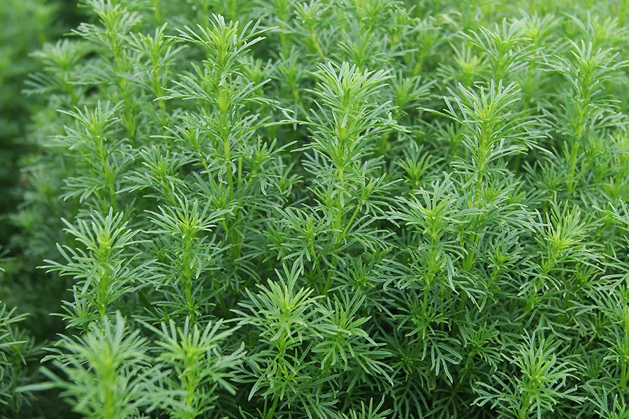 Tagetes-filifolia-dropshot