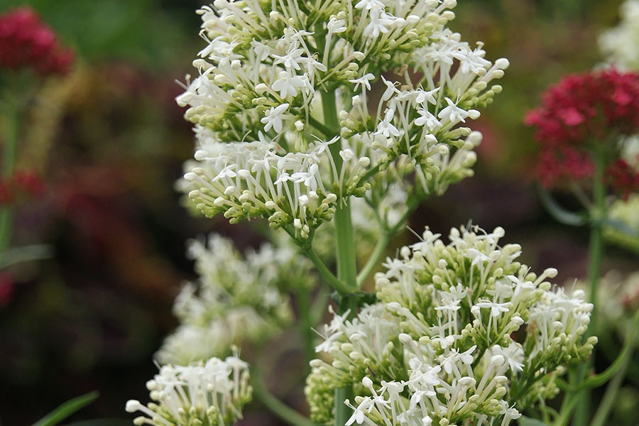 Centranthus-ruber-white