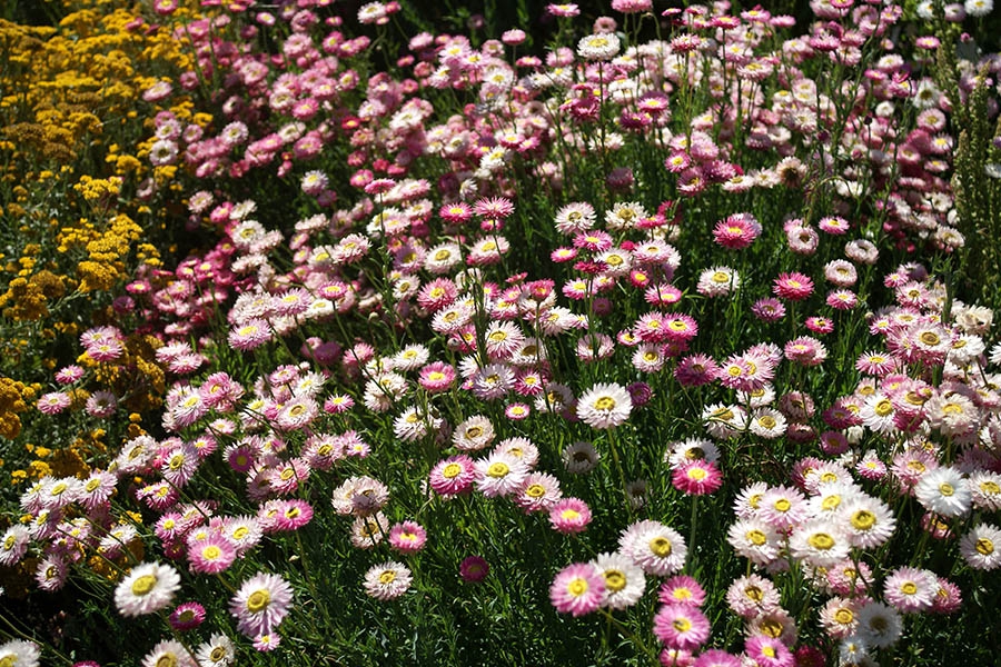 Helipterum-roseum-giant-flowered-mixture