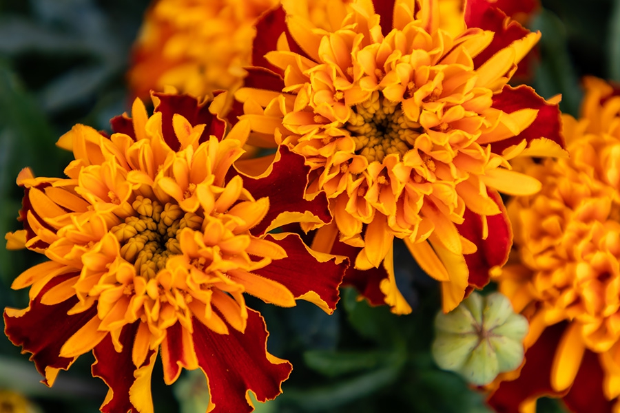 Tagetes-patula-nana-double-tiger-eyes