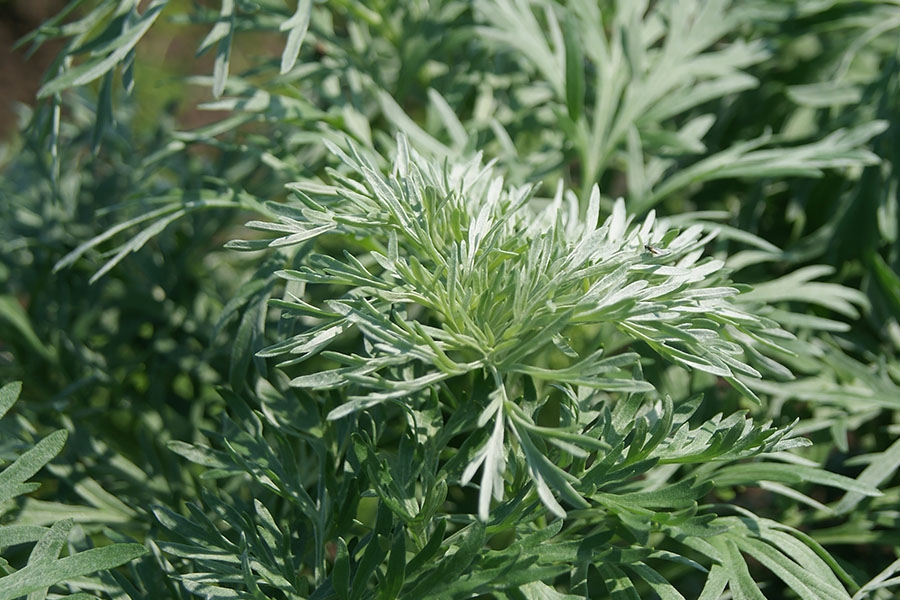 Artemisia-absinthium-wormwood